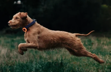 SCOUTLITE BLINKO - WEARABLE SAFETY LIGHT