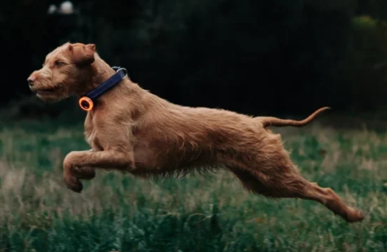 SCOUTLITE BLINKO - WEARABLE SAFETY LIGHT