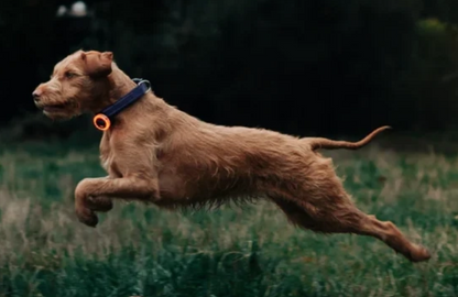 SCOUTLITE BLINKO - WEARABLE SAFETY LIGHT